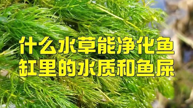 如何判斷龍魚眼睛凹陷是由什么引起的？（如何判斷龍魚眼睛凹陷？）