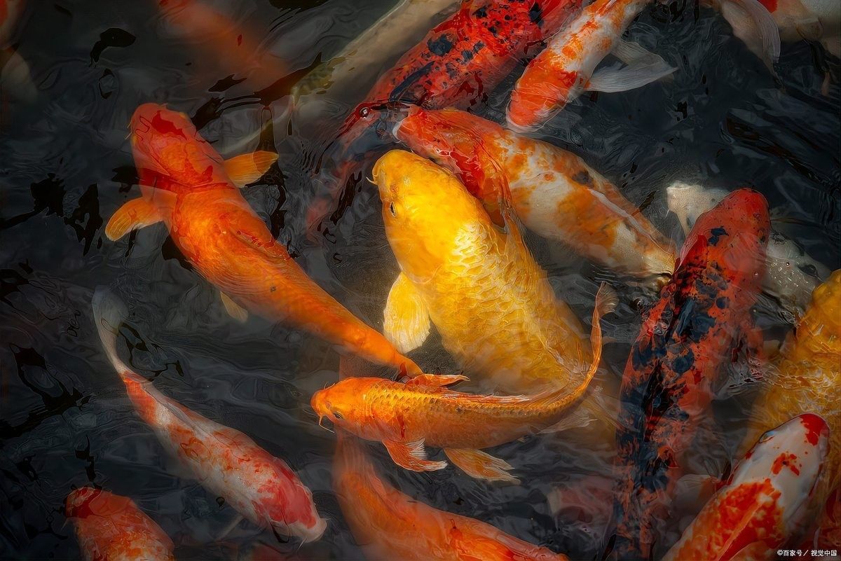 金龍魚不打氧能活多久？（金龍魚不打氧能活多久）