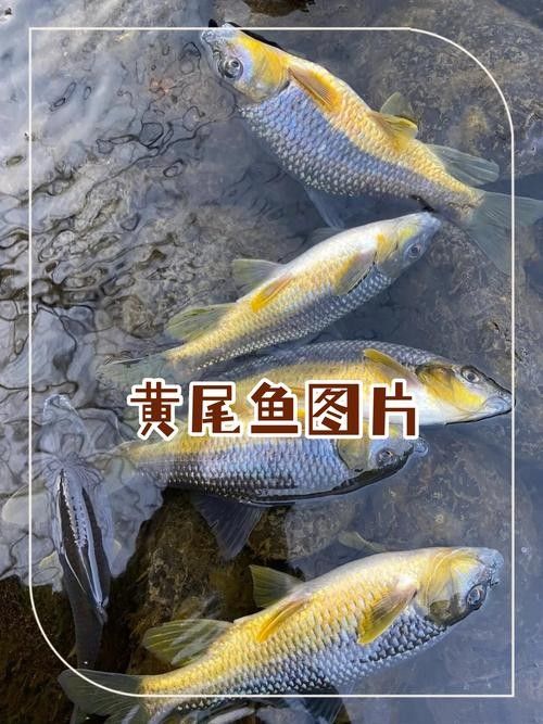 如何判斷黃尾金龍魚的品質？（如何判斷金龍魚的品質）