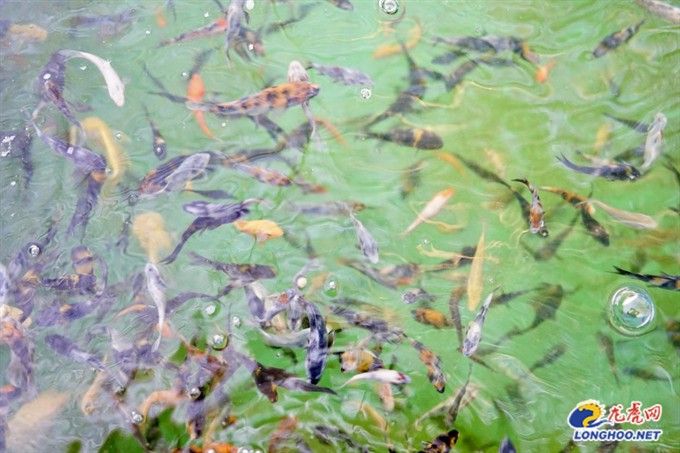 有沒有推薦的南京龍魚養殖場？（南京龍魚養殖場） 有沒有推薦的南京龍魚養殖場？（南京龍魚養殖場） 龍魚百科 第8張