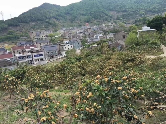 帝龍漁業和中步村基地哪個更好？ 帝龍漁業和中步村基地哪個更好？ 龍魚百科 第10張