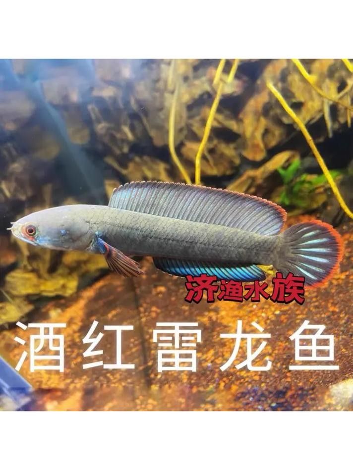 還有哪些品種的紅雷龍魚圖片 龍魚百科 第21張 還有哪些品種的紅雷龍魚圖片 還有哪些品種的紅雷龍魚圖片 龍魚百科 第21張