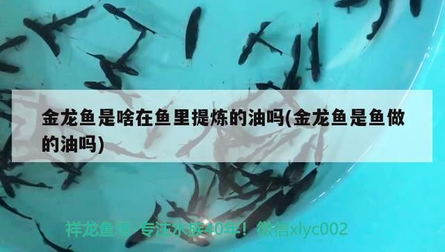 金龍魚(yú)是啥在魚(yú)里提煉的油嗎(金龍魚(yú)是魚(yú)做的油嗎)（金龍魚(yú)是啥在魚(yú)里提煉的油嗎） 金龍魚(yú)是啥在魚(yú)里提煉的油嗎(金龍魚(yú)是魚(yú)做的油嗎)（金龍魚(yú)是啥在魚(yú)里提煉的油嗎） 觀賞魚(yú)百科