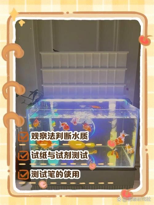 如何給小紅龍魚提供穩(wěn)定的水質(zhì)（20-30公分龍魚飼養(yǎng)技巧）
