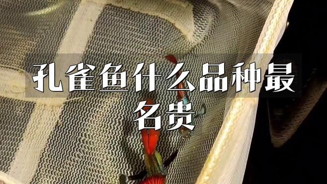 藍龍孔雀魚哪個品種最貴？（藍龍孔雀魚哪個品種最貴藍龍孔雀魚什么品種最貴）