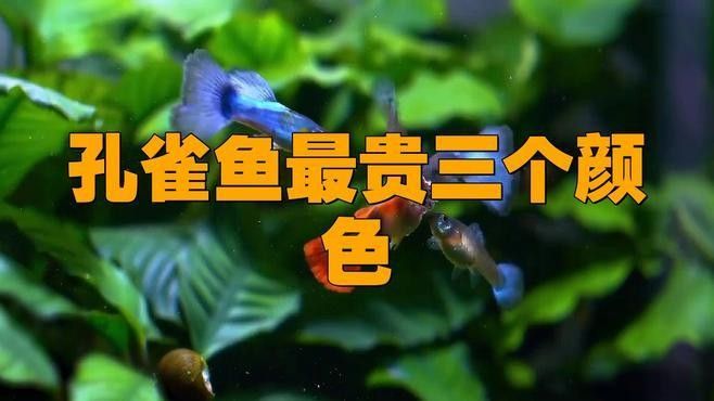 藍龍孔雀魚哪個品種最貴？（藍龍孔雀魚哪個品種最貴藍龍孔雀魚什么品種最貴）