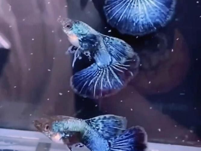 藍龍孔雀魚哪個品種最貴？（藍龍孔雀魚哪個品種最貴藍龍孔雀魚什么品種最貴）