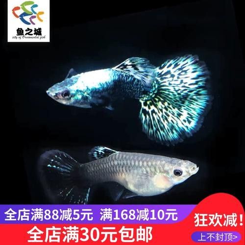 藍龍孔雀魚哪個品種最貴？（藍龍孔雀魚哪個品種最貴藍龍孔雀魚什么品種最貴）