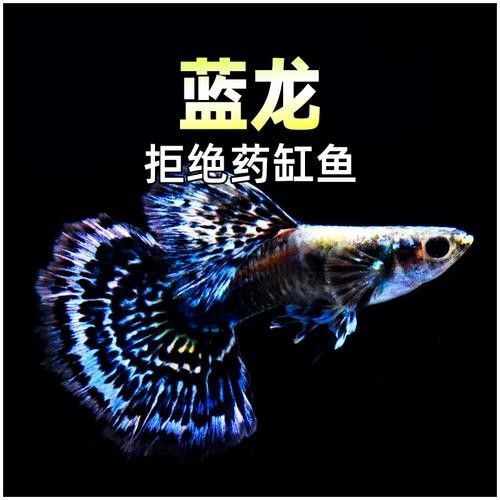 藍龍孔雀魚哪個品種最貴？（藍龍孔雀魚哪個品種最貴藍龍孔雀魚什么品種最貴）