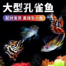 藍龍孔雀魚哪個品種最貴？（藍龍孔雀魚哪個品種最貴藍龍孔雀魚什么品種最貴）