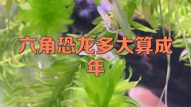 如何判斷六角恐龍魚的年齡？（六角恐龍魚怎么看年齡） 如何判斷六角恐龍魚的年齡？（六角恐龍魚怎么看年齡） 龍魚百科 第1張