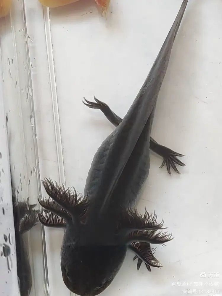 如何判斷六角恐龍魚的年齡？（六角恐龍魚怎么看年齡） 如何判斷六角恐龍魚的年齡？（六角恐龍魚怎么看年齡） 龍魚百科 第5張