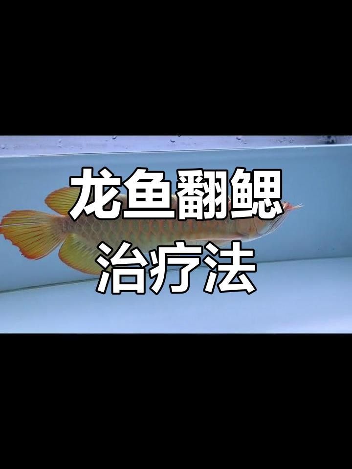 龍魚鰓蓋邊緣翻卷（龍魚鰓蓋邊緣翻卷的原因、影響以及如何處理） 龍魚鰓蓋邊緣翻卷（龍魚鰓蓋邊緣翻卷的原因、影響以及如何處理） 觀賞魚百科 第2張