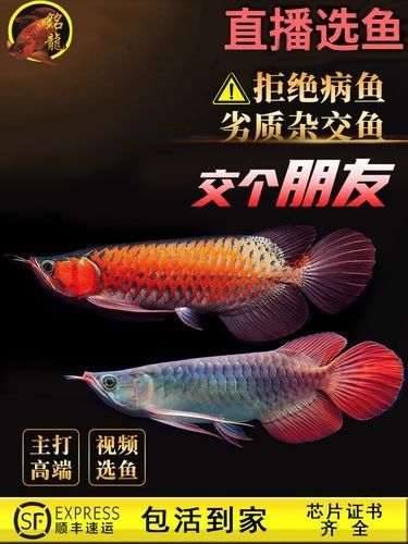 如何挑選印尼小紅龍的品質 龍魚百科 第5張 如何挑選印尼小紅龍的品質 如何挑選印尼小紅龍的品質 龍魚百科 第5張