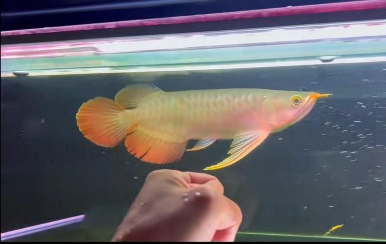 如何挑選印尼小紅龍的品質 龍魚百科 第13張 如何挑選印尼小紅龍的品質 如何挑選印尼小紅龍的品質 龍魚百科 第13張