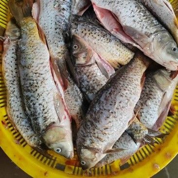 汶上觀賞魚批發(fā)基地（山東汶上觀賞魚批發(fā)基地位于中國山東省汶上縣觀賞魚批發(fā)基地）