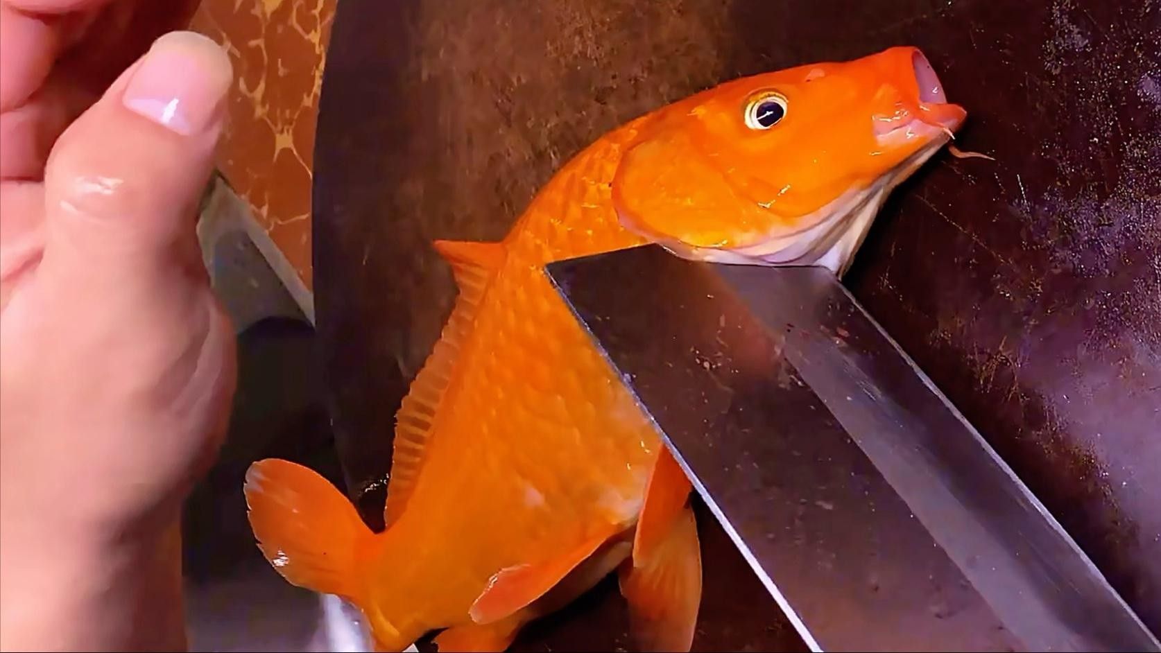 興國紅鯉魚（興國紅鯉魚養殖歷史悠久，） 興國紅鯉魚（興國紅鯉魚養殖歷史悠久，） 觀賞魚百科 第2張