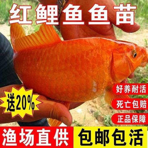 興國紅鯉魚（興國紅鯉魚養殖歷史悠久，） 興國紅鯉魚（興國紅鯉魚養殖歷史悠久，） 觀賞魚百科 第5張