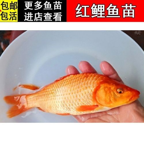 興國紅鯉魚（興國紅鯉魚養殖歷史悠久，） 興國紅鯉魚（興國紅鯉魚養殖歷史悠久，） 觀賞魚百科 第6張