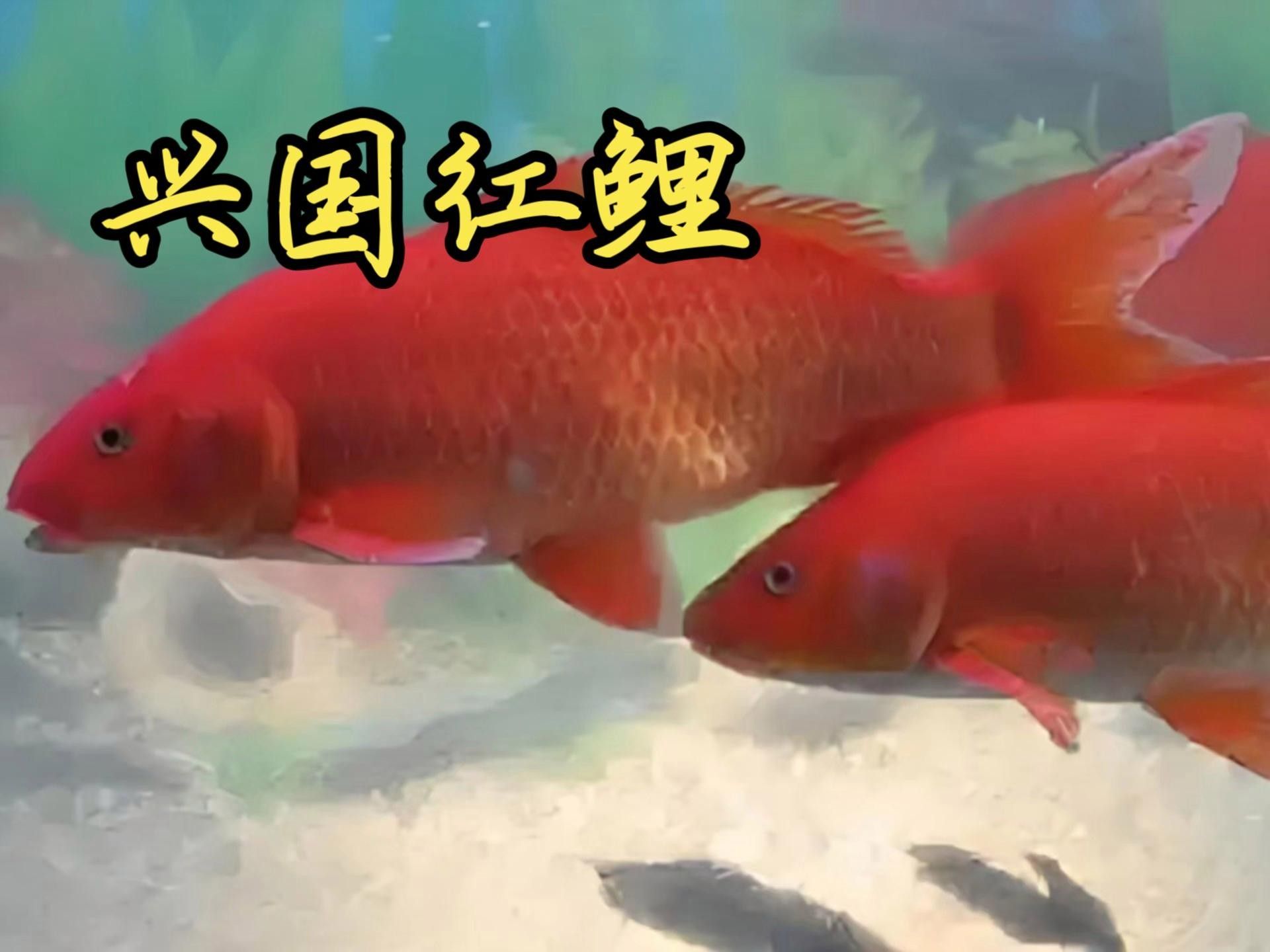 興國紅鯉魚（興國紅鯉魚養殖歷史悠久，） 興國紅鯉魚（興國紅鯉魚養殖歷史悠久，） 觀賞魚百科 第3張