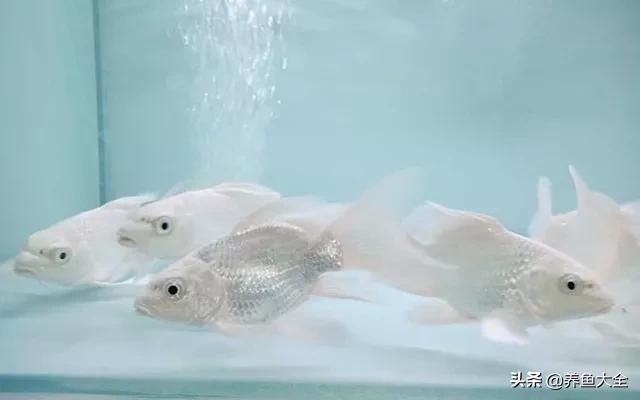 小蝴蝶鯉魚的飼料:蝴蝶鯉缸水變黃什么原因（蝴蝶鯉缸水變黃怎么辦）