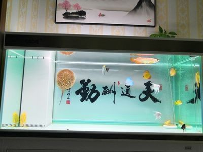 彩蝶魚缸下水管件哪個(gè)牌子好： 彩蝶魚缸下水管件哪個(gè)牌子好： 觀賞魚百科 第1張