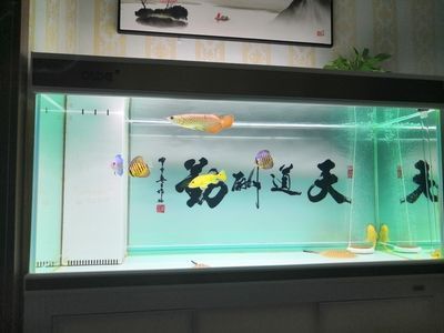 彩蝶魚缸下水管件哪個(gè)牌子好： 彩蝶魚缸下水管件哪個(gè)牌子好： 觀賞魚百科 第3張