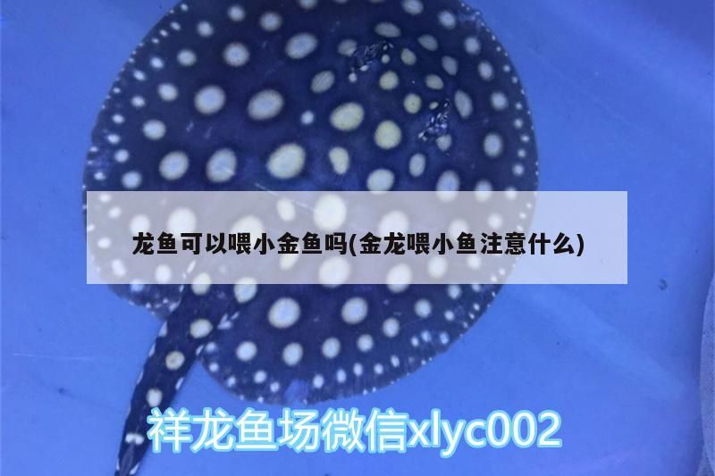龍魚可以喂小金魚嗎(金龍喂小魚注意什么)（祥龍魚可以喂小金魚嗎，龍魚可以喂小金魚嗎） 龍魚可以喂小金魚嗎(金龍喂小魚注意什么)（祥龍魚可以喂小金魚嗎，龍魚可以喂小金魚嗎） 觀賞魚百科