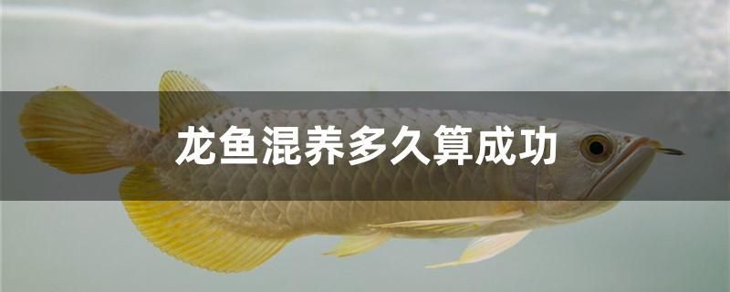龍魚混養(yǎng)多久算成功（魚混養(yǎng)的成功與否取決于多種因素）