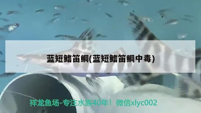 藍(lán)短鰭笛鯛(藍(lán)短鰭笛鯛中毒)（藍(lán)短鰭笛鯛與藍(lán)短鰭笛鯛的區(qū)別） 藍(lán)短鰭笛鯛(藍(lán)短鰭笛鯛中毒)（藍(lán)短鰭笛鯛與藍(lán)短鰭笛鯛的區(qū)別） 觀賞魚百科