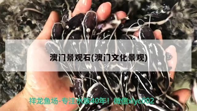 金龍魚老板(金龍魚老板祖籍)（金龍魚的老板是誰？） 金龍魚老板(金龍魚老板祖籍)（金龍魚的老板是誰？） 觀賞魚百科 第2張