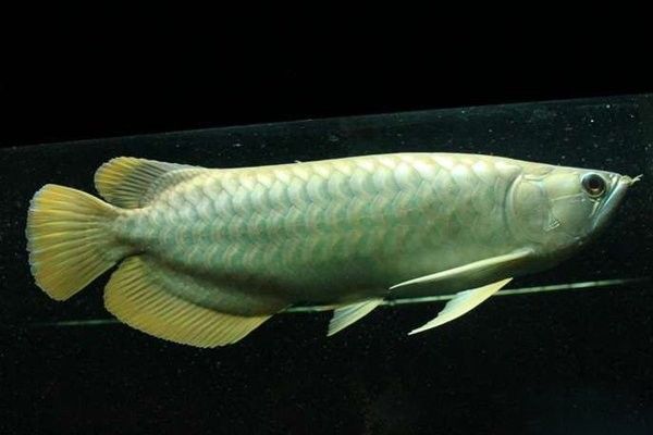 龍魚擦缸怎么辦(龍魚擦缸怎么辦啊)