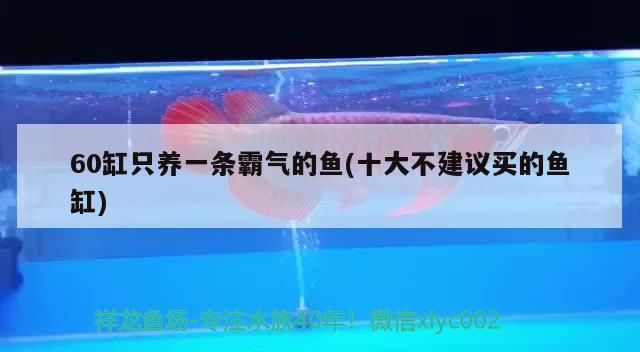 60缸只養一條霸氣的魚(十大不建議買的魚缸)（60缸只養一條霸氣的魚缸)十大不建議買的魚缸)）