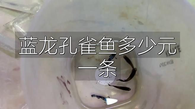 古典藍龍魚的價格是多少？（古典藍龍魚的價格是多少古典藍龍魚的最大尺寸是多少）