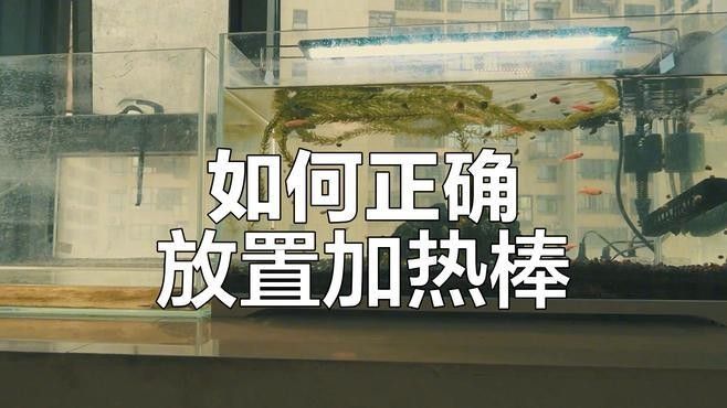 六角龍魚(yú)缸需要加熱棒嗎（六角恐龍魚(yú)是否需要加熱棒）