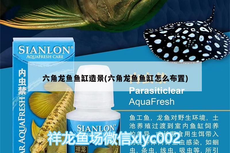 六角龍魚魚缸造景(六角龍魚魚缸怎么布置)（六角龍魚魚缸怎么布置）