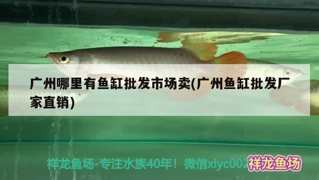 廣州哪里有魚缸批發市場賣(廣州魚缸批發廠家直銷)