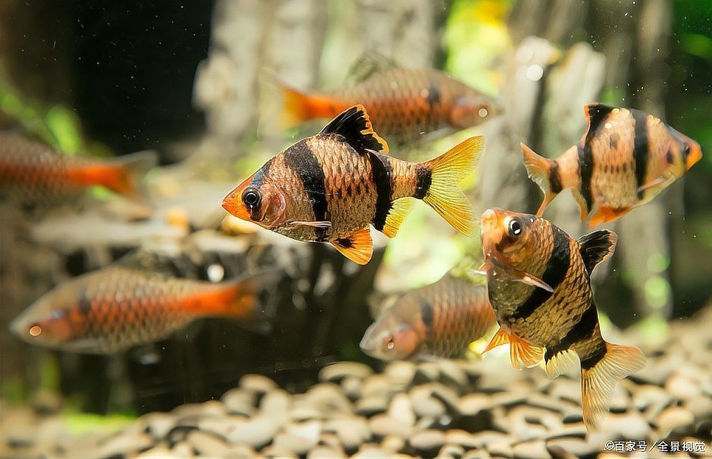 龍魚喂活食有哪些好處（老魚友都自養這3種魚蟲喂活食的2個好處你知道嗎） 龍魚喂活食有哪些好處（老魚友都自養這3種魚蟲喂活食的2個好處你知道嗎） 龍魚百科 第3張