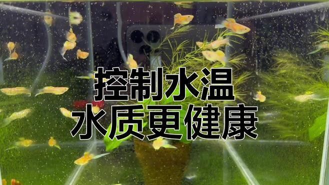 如何預防飛鳳魚疾病？（觀賞魚世界，飛鳳魚的飼養指南與注意事項詳解） 如何預防飛鳳魚疾病？（觀賞魚世界，飛鳳魚的飼養指南與注意事項詳解） 龍魚百科 第3張