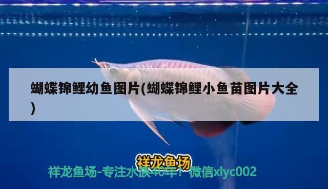 蝴蝶錦鯉幼魚圖片(蝴蝶錦鯉小魚苗圖片大全)（蝴蝶錦鯉與蝴蝶錦鯉的區別）