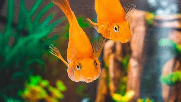 創寧水族屬于雜牌嗎（創寧屬于什么檔次）