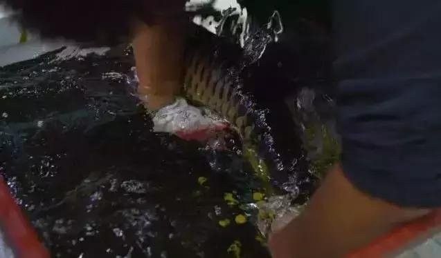 龍魚兜嘴手術(shù)風(fēng)險大嗎？（關(guān)于龍魚兜嘴手術(shù)的一些要點） 龍魚兜嘴手術(shù)風(fēng)險大嗎？（關(guān)于龍魚兜嘴手術(shù)的一些要點） 龍魚百科 第5張