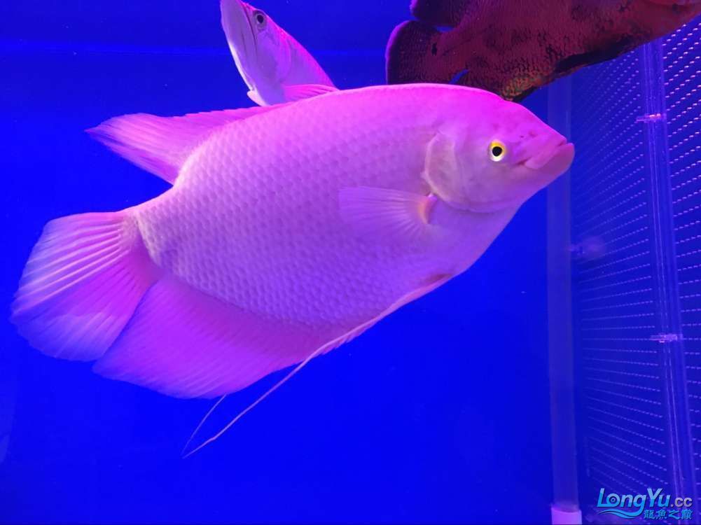四海水族泰國貿易邀你來拼魚+無聊的招財（四海水族泰國貿易邀你來拼魚+無聊招財）