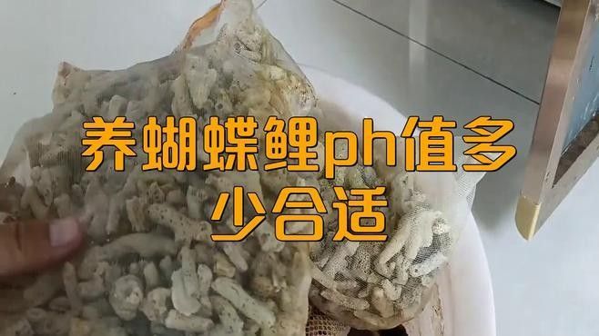 如何調節蝴蝶鯉和龍魚的水質？（蝴蝶鯉和龍魚的養殖方法）