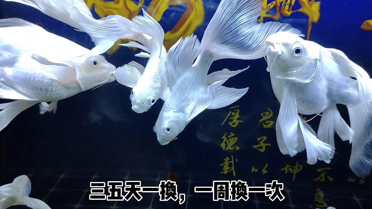 如何調節蝴蝶鯉和龍魚的水質？（蝴蝶鯉和龍魚的養殖方法）