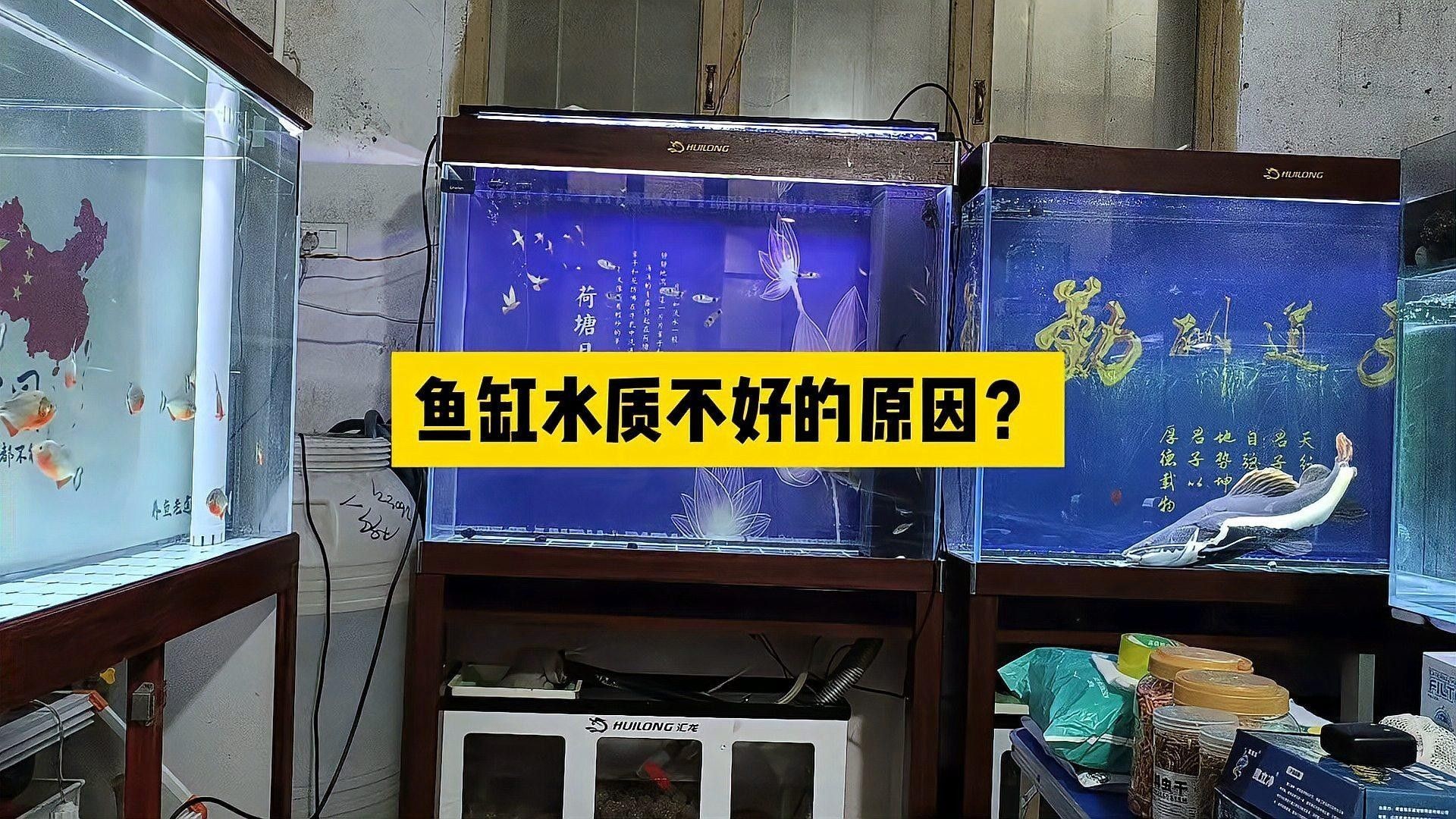 如何調節蝴蝶鯉和龍魚的水質？（蝴蝶鯉和龍魚的養殖方法）