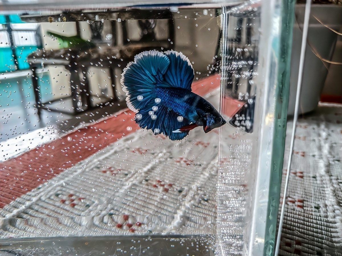 如何調節蝴蝶鯉和龍魚的水質？（蝴蝶鯉和龍魚的養殖方法）