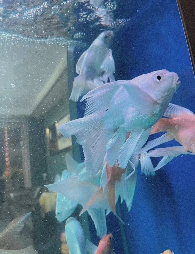 如何調節蝴蝶鯉和龍魚的水質？（蝴蝶鯉和龍魚的養殖方法）