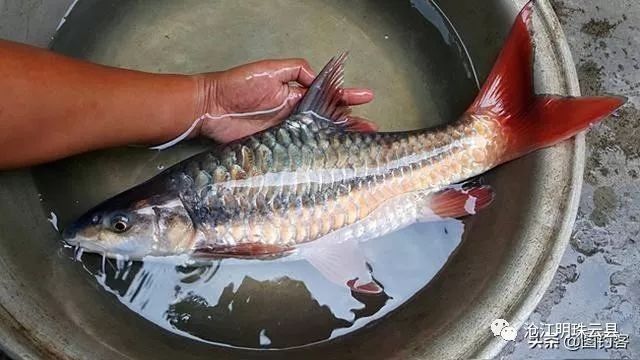 瀾滄江龍魚有哪些品種（瀾滄江龍魚品種詳解：瀾滄江龍魚的品種繁多） 瀾滄江龍魚有哪些品種（瀾滄江龍魚品種詳解：瀾滄江龍魚的品種繁多） 龍魚百科 第2張