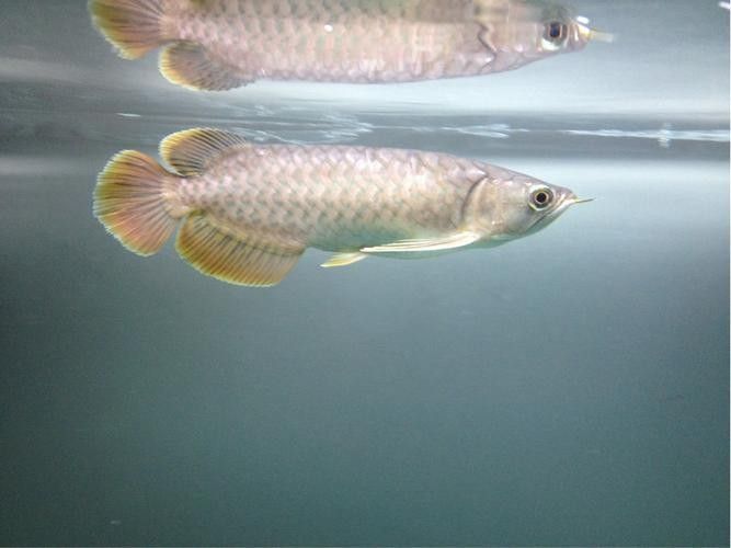 黃尾龍魚有哪些品種（黃尾龍魚與其他龍魚品種如何區分黃尾龍魚與其他龍魚品種）